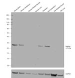 RAB3a Antibody in Western Blot (WB)