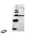 Sua7p Antibody in Western Blot (WB)