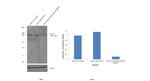 mTOR Antibody in Western Blot (WB)