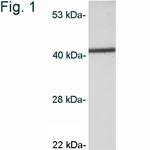 CaMKI Antibody in Western Blot (WB)