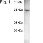 SCAMP2 Antibody in Western Blot (WB)