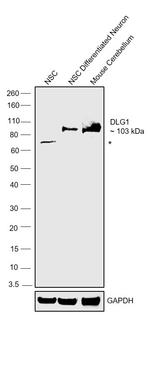 SAP97 Antibody in Western Blot (WB)