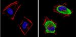 SAP97 Antibody in Immunocytochemistry (ICC/IF)