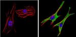 SAP97 Antibody in Immunocytochemistry (ICC/IF)