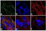 RARA Antibody