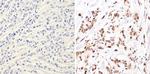 NCoR1 Antibody in Immunohistochemistry (Paraffin) (IHC (P))