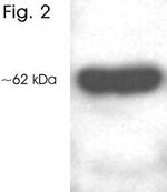 HDAC1 Antibody in Western Blot (WB)