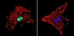 HDAC1 Antibody in Immunocytochemistry (ICC/IF)