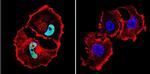 HDAC1 Antibody in Immunocytochemistry (ICC/IF)