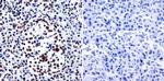 HDAC1 Antibody in Immunohistochemistry (Paraffin) (IHC (P))