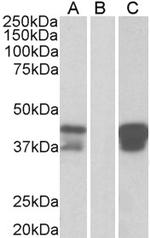 BOB-1 Antibody in Western Blot (WB)