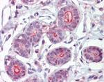 DAPK2 Antibody in Immunohistochemistry (Paraffin) (IHC (P))