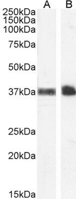 CD235a Antibody in Western Blot (WB)