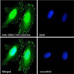 HP1 gamma Antibody in Immunocytochemistry (ICC/IF)