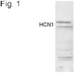 HCN1 Antibody in Western Blot (WB)