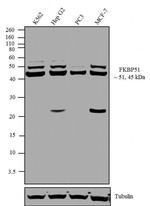 FKBP5 Antibody in Western Blot (WB)