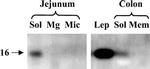 Leptin Antibody in Western Blot (WB)