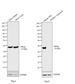 Nanog Antibody in Western Blot (WB)