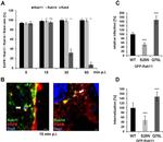 EGFR Antibody in Immunocytochemistry (ICC/IF)