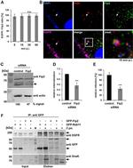 EGFR Antibody in Western Blot, Immunocytochemistry (WB, ICC/IF)