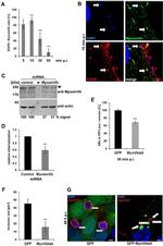 EGFR Antibody in Immunocytochemistry (ICC/IF)