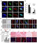 PAX7 Antibody in Immunocytochemistry (ICC/IF)