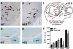 GnRH1 Antibody in Immunohistochemistry (IHC)