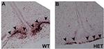 GnRH1 Antibody in Immunohistochemistry (IHC)