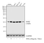 SOD2 Antibody