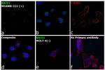 BACE1 Antibody