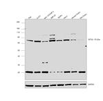 MTA2 Antibody in Western Blot (WB)