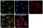 53BP1 Antibody in Immunocytochemistry (ICC/IF)