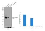 p14ARF Antibody in Western Blot (WB)