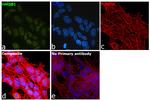 HMGB1 Antibody in Immunocytochemistry (ICC/IF)