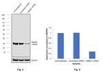 HMGB1 Antibody