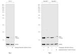 SOD1 Antibody