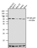 NFkB p65 Antibody in Western Blot (WB)