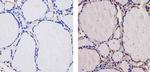 THRA Antibody in Immunohistochemistry (Paraffin) (IHC (P))