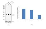 RPA2 Antibody in Western Blot (WB)