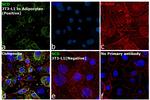 SCD Antibody in Immunocytochemistry (ICC/IF)