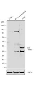 SCD Antibody in Western Blot (WB)