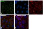 TFAM Antibody in Immunocytochemistry (ICC/IF)