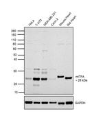 TFAM Antibody in Western Blot (WB)