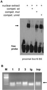 SOX18 Antibody in ChIP Assay, Gel Shift (ChIP, GS)