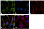 Zyxin Antibody in Immunocytochemistry (ICC/IF)