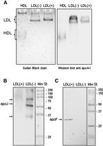 Apolipoprotein J Antibody in Western Blot (WB)