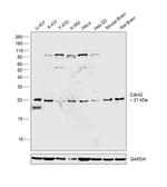 Cdc42 Antibody in Western Blot (WB)