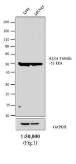 Rat IgG (H+L) Secondary Antibody in Western Blot (WB)