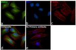 GNAI2 Antibody in Immunocytochemistry (ICC/IF)