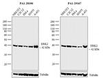 ERK2 Antibody